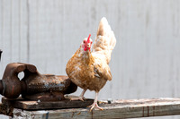 0G1A4420