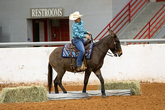 Mule&FuturityR2-32