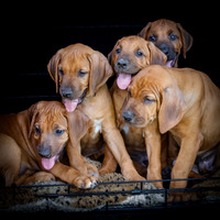 PippiPups26