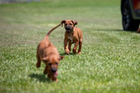 PippiPups26-4217