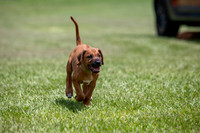 PippiPups26-4220