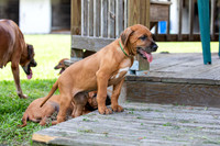 PippiPups26-4231