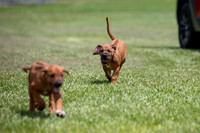 PippiPups26-4216