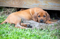 PippiPups26-4235