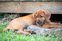 PippiPups26-4238