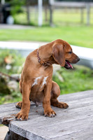 PippiPups26-4242