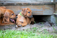 PippiPups26-4251