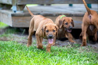 PippiPups26-4255