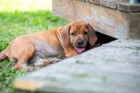 PippiPups26-4232