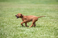 PippiPups26-4209