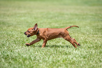 PippiPups26-4210