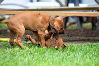 PippiPups26-4273