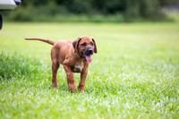 PippiPups26-4282