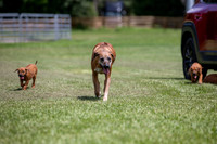 PippiPups26-4214