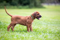 PippiPups26-4283