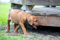 PippiPups26-4266