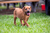 PippiPups26-4279
