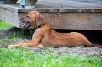 PippiPups26-4268