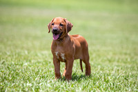 2026 Pippi Puppies
