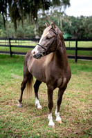 ChocolatePony-5