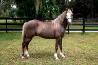 ChocolatePony-2jpg