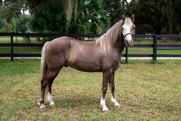 ChocolatePony-2jpg
