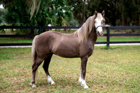 ChocolatePony-1