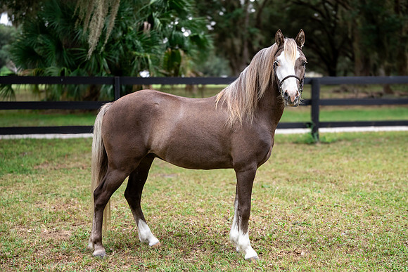 ChocolatePony-1