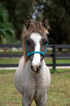 GrullaPonyHeadshot-1