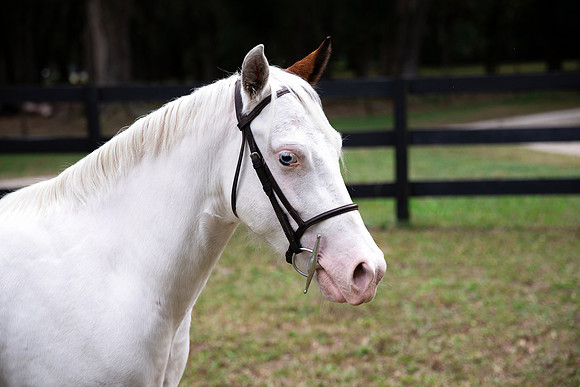 PintoPonyHeadshot-1