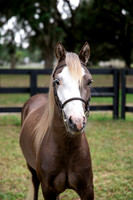 ChocolatePonyHeadshot-2