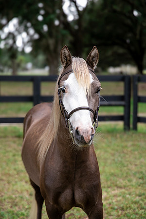 ChocolatePonyHeadshot-2