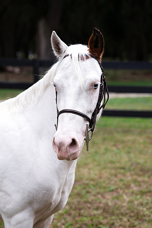 PintoPonyHeadshot-3