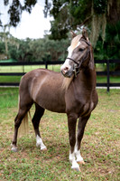 ChocolatePony-4
