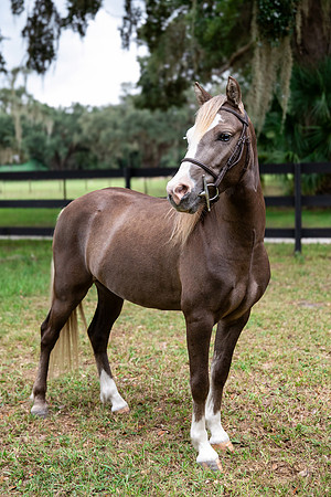 ChocolatePony-4
