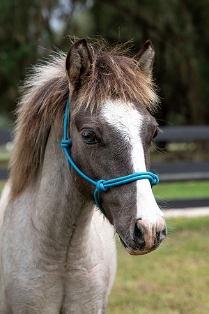 GrullaPonyHeadshot-3