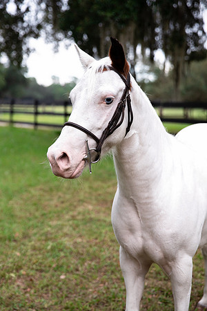 PintoPonyHeadshot-4