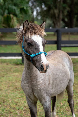 GrullaPonyHeadshot-2