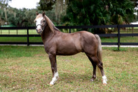 ChocolatePony-7