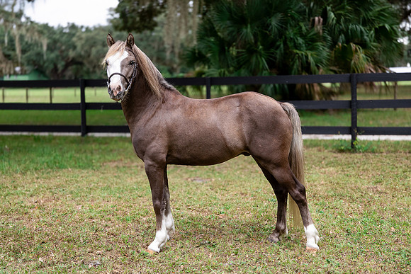 ChocolatePony-7