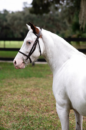 PintoPonyHeadshot-5