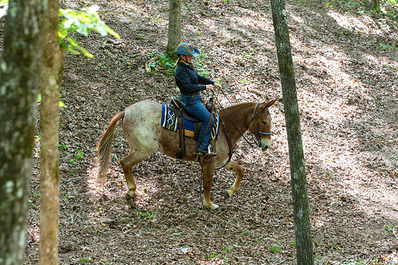 HodgesAL2023-1862