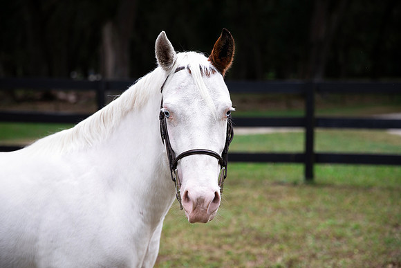 PintoPonyHeadshot-2