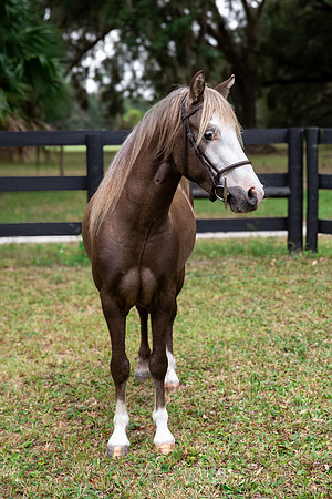 ChocolatePony-3-2