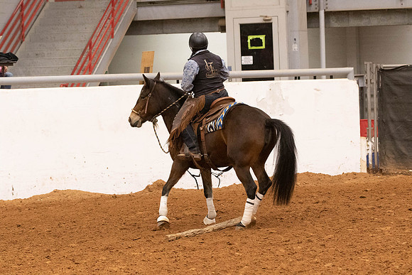 Mustang-1299