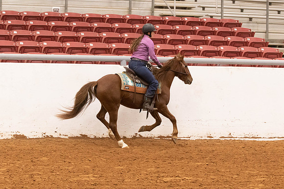 Mustang-1551
