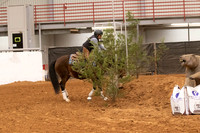 Mustang-1286
