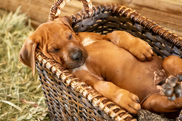 0G1A0305