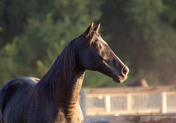 IMG_2244-2