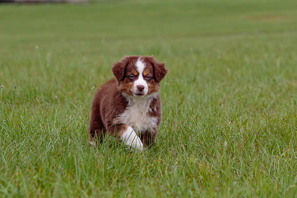 Puppies-7809